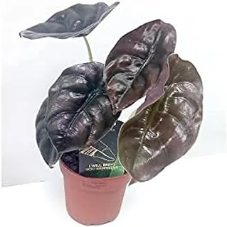 Dubai Garden Centre Alocasia Red Secret Indoor House Plant