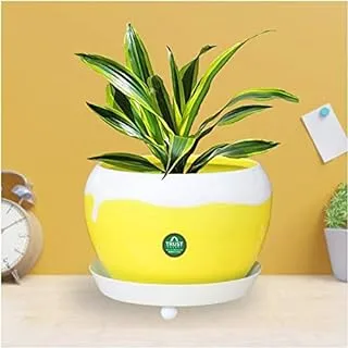 TrustBasket Table Top Planter Bowl with Saucer - Yellow