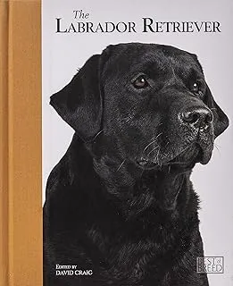 Labrador Retriever - Best of Breed