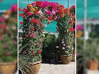 Dubai Garden Centre Bougainvillea Arch, Multicolour