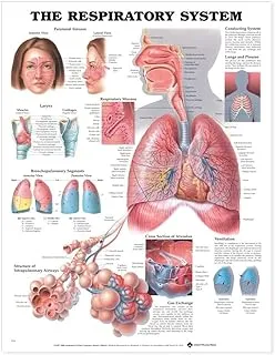 The Respiratory System Anatomical Chart