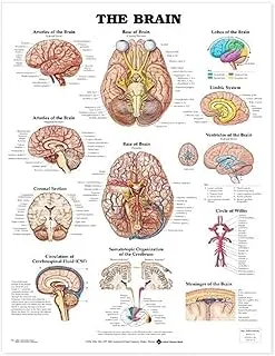 The Brain Anatomical Chart