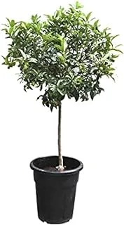 Dubai Garden Centre Citrus Kumquat Plant, Green