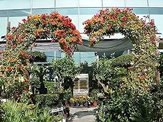 Dubai Garden Centre Heart Shape Bougainvillea Outdoor Plant, Multicolour