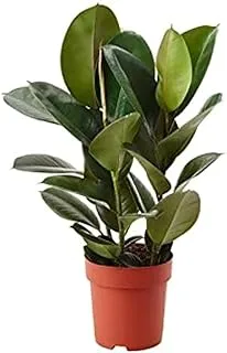 Dubai Garden Centre Ficus Elastica Mix, 80 cm Height, Green