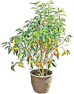 Dubai Garden Centre Citrus Kumquat Outdoor Fruit Bearing Plant, Multicolour