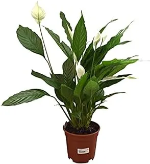 Dubai Garden Centre Spathiphyllum Peace Lily Plant