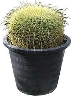 Dubai Garden Centre Echino Cactus Outdoor Plant