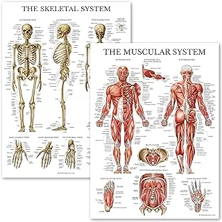 BPA Muscular & Skeletal System Anatomical Poster Set - Laminated 2 Chart Set - Human Skeleton & Muscle Anatomy - Double Sided (18 x 27)