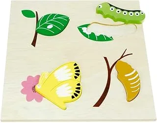 DR ED - Caterpillar Life Cycle Chart | Insect Caterpillar to Butterfly | Life Cycle