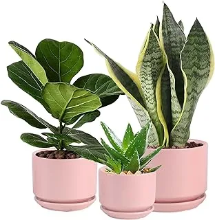 WHOMEPAA Ceramic Flower Pots for Planters with Drainage Holes and Saucers,4.3’’+5.3’’+6.7’’ Set of 3,Garden Plant Pots for Indoor Plants Succulent