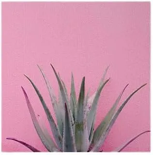 Bpa Cactuse On Pink Canvas Painting Wall Art, 100 cm x 100 cm Size, Multicolor