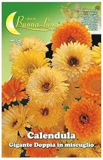 Buona Luna Calendula Flower Seeds