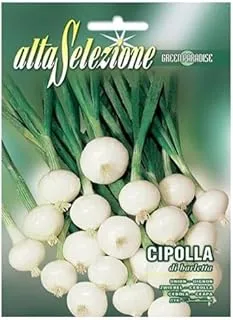 Alta Selezione Salad Onion Barletta Seeds