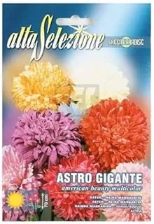 Alta Selezione Astro Gigante American Beauty Seeds, Multicolour