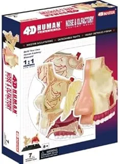 4D Human Anatomy - Nose & Olfactory