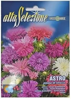 Alta Selezione Astro Piuma Di Struzzo Aster Seeds