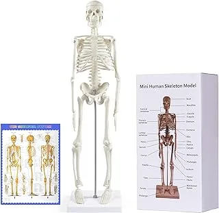 Human Skeleton Model for Anatomy,17”Mini Human Skeleton Model with Movable Arms and Legs,Scientific Model for Study Basic Details of Human Skeletal System…