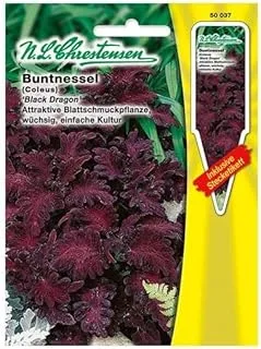 N.L. Chrestensen Coleus Black Dragon Seeds