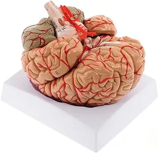 WICHEMI Human Brain Model 8-Part Brain Models Life Size Human Brain Anatomical Model w/Display Base & Color-Coded Artery Brain Teaching Anatomy Model for Science Classroom Study Display