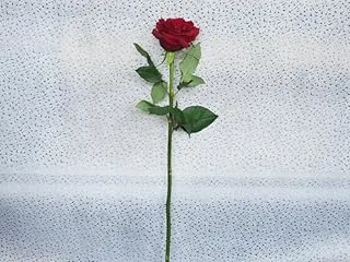 Dubai Garden Centre Red Rose per Stem