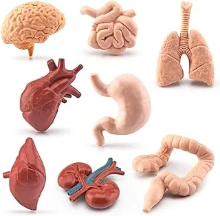 8 Pcs Human Organ Model Mini Body Parts Anatomical Figure Realistic Brain Heart Lung Liver Stomach Large Intestine Small Intestine Kidney Models