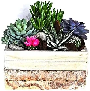 House of Flowers Wooden Rectangular Planter with Mix Plant Arrangement