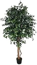 Dubai Garden Center Mini Japan Artificial Ficus ، أخضر