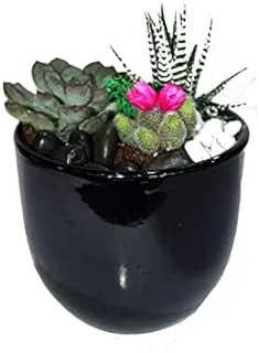 House of Flowers Succulents Mix Arrangement Potted