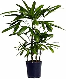 Dubai Garden Centre Rhapis Excelsa Outdoor Plant, Medium, Green