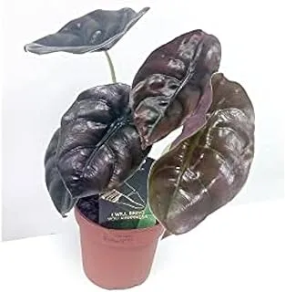 Dubai Garden Centre Alocasia Red Secret Indoor Plant