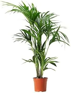 Dubai Garden Centre Howea Forsteriana, Approx 150 cm Height, Green