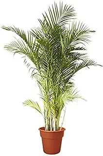 Dubai Garden Centre Chrysalidocarpus Lutescens Indoor Areca Palm, Green