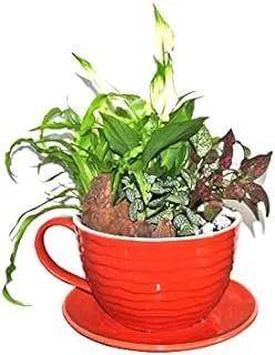 House of Flowers Red Cup Planter with Mix Plant Arrangement