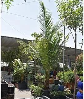 شجرة جوز الهند جوز الهند من دبي جاردن ، خضراء
