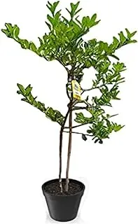 Dubai Garden Centre Citrus Benzaheer Outdoor Plant, Green