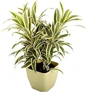 Dubai Garden Centre Dracaena Song of India Plant, Green