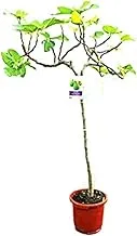 Dubai Garden Centre Ficus Carica Fig Outdoor Tree - Green