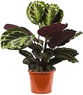 Dubai Garden Centre Calathea Medallion Indoor Plant