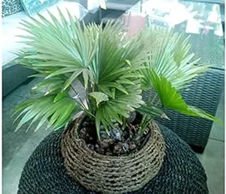 Dubai Garden Centre Livistona Rotundifolia - Rattan Pot