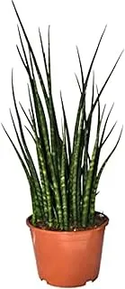 Dubai Garden Centre Fernwood Sansevieria - Indoor Air Purifier Plant