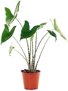 Dubai Garden Centre Alocasia Zebrina Indoor Plant, 100 cm Height