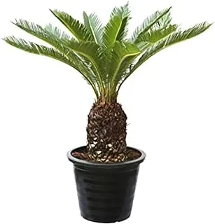 Dubai Garden Centre Cycas Revoluta Outdoor Plant, Green