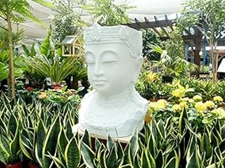 Dubai Garden Centre Buddha Head Big Flower Pot