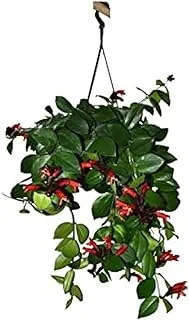 Dubai Garden Centre Aeschynanthus Monalisa 'Lipstick Plant', Green