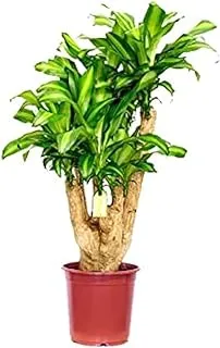 Dubai Garden Centre Dracaena Massangeana Branched - Indoor