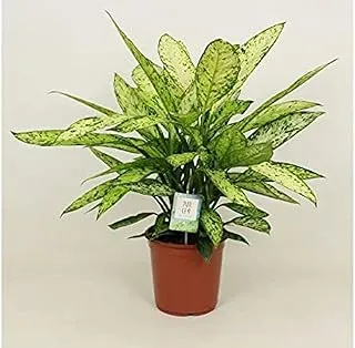 Dubai Garden Centre Dieffenbachia Vesuvius Indoor Plant