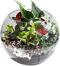 House of Flowers Terrarium Plant Arrangement Glass Bowl, Clear