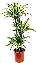 Dubai Garden Centre Dracaena Lemon Lime, Green