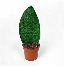 Dubai Garden Centre Sansevieria Masoniana Whale Fin Snake Plant